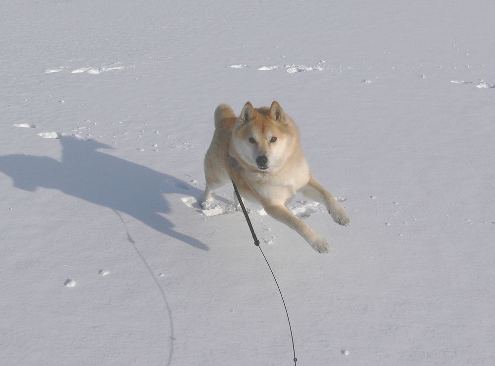 イチロー、雪に大喜び♪_a0031821_1128228.jpg