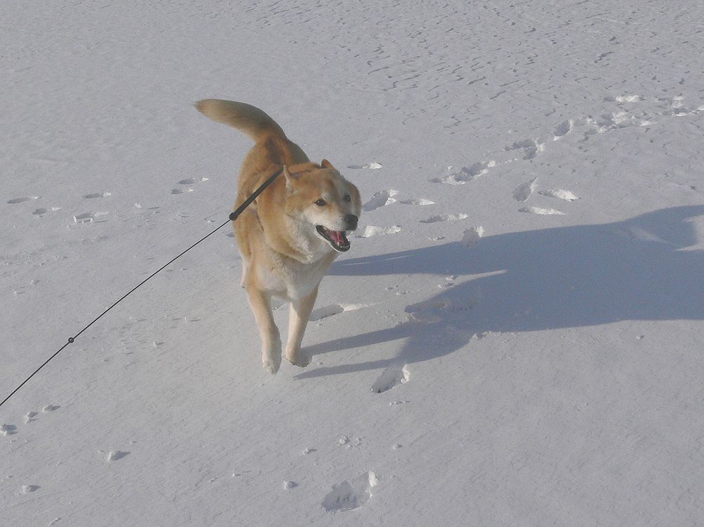 イチロー、雪に大喜び♪_a0031821_11282357.jpg