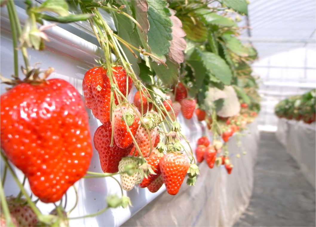 Strawberry Lane_e0139422_14464277.jpg