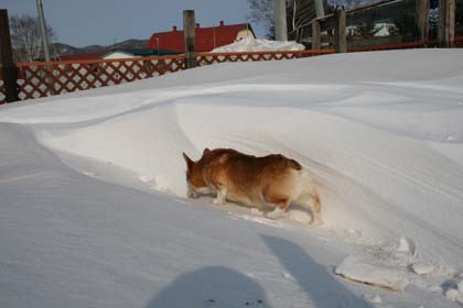 2月24日（ＳＵＮ）◆　朝まで強風が吹き荒れてました。_e0077528_18302875.jpg