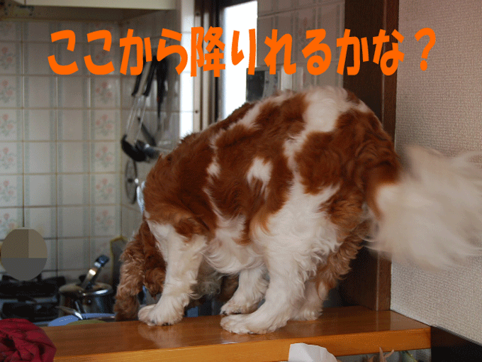 c0136838_17583518.gif