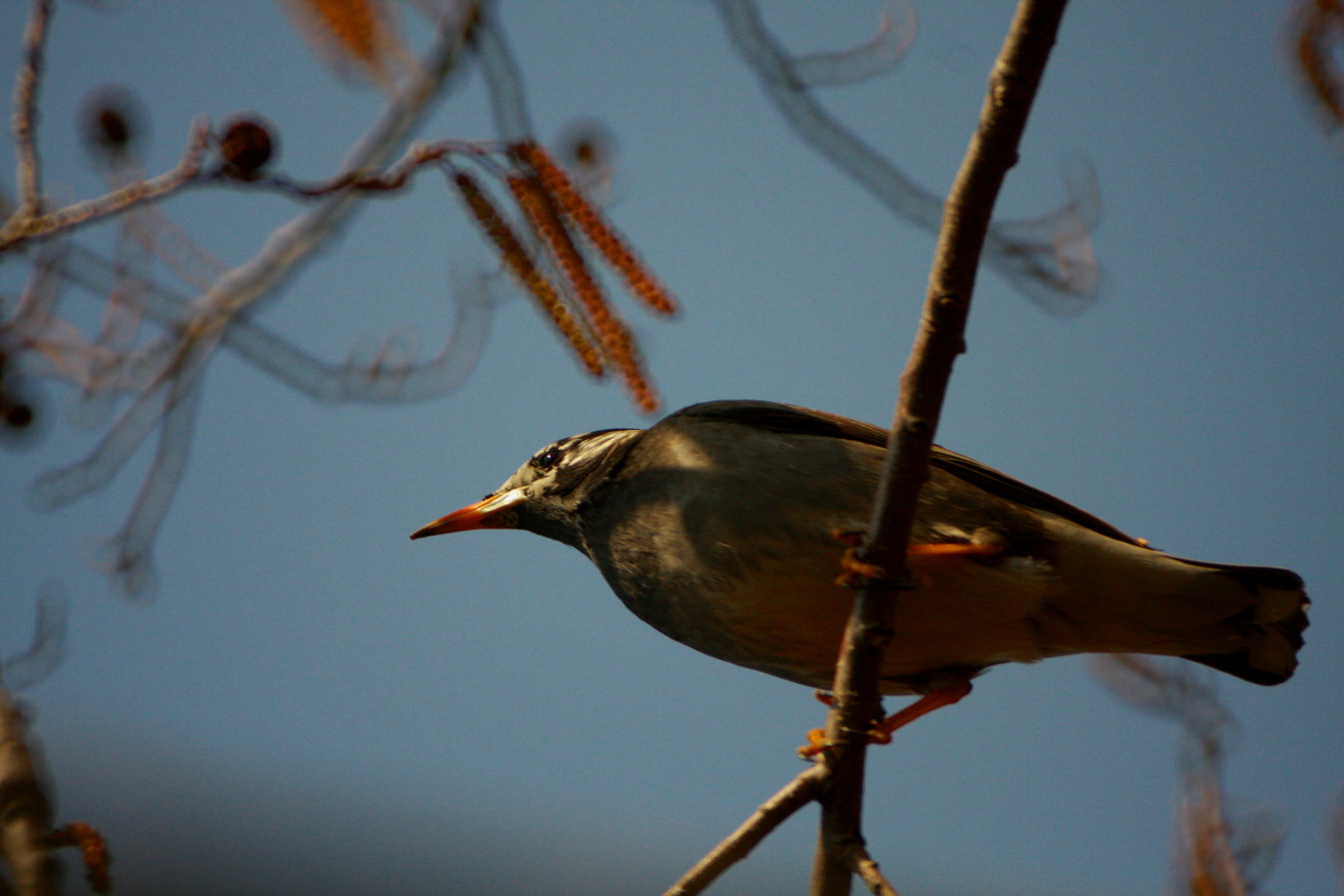 鳥撮りにも春はきにけり_e0022344_23574991.jpg