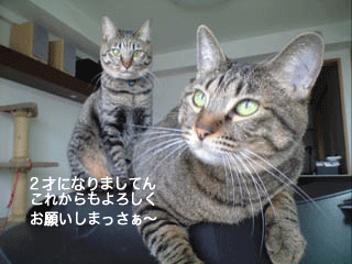 f0116546_1829453.gif