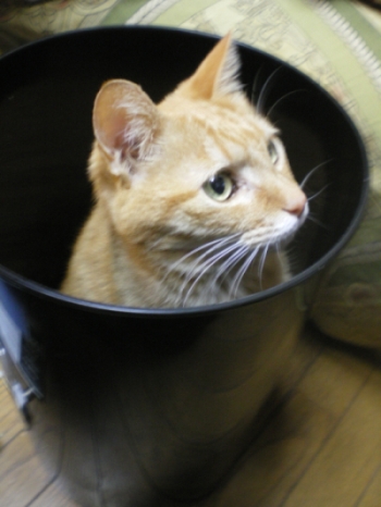 2/22 ネコの日だったね!_c0118352_11362054.jpg
