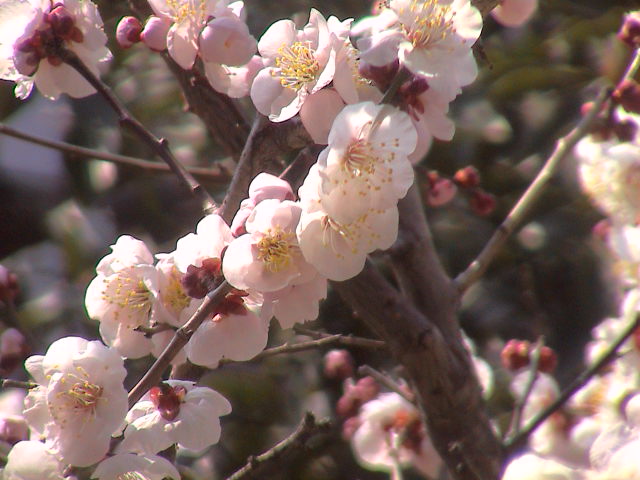 梅は咲いたか、桜は…?_e0060555_1351415.jpg