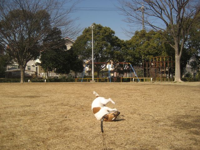 馴染みの公園でゴロゴロ_f0100871_21571684.jpg