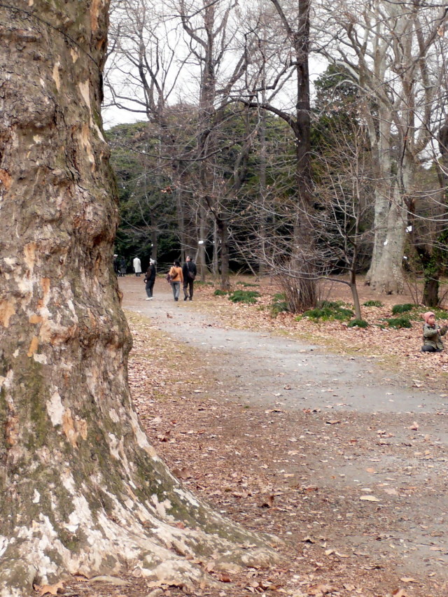 小石川植物園_d0079081_8514832.jpg