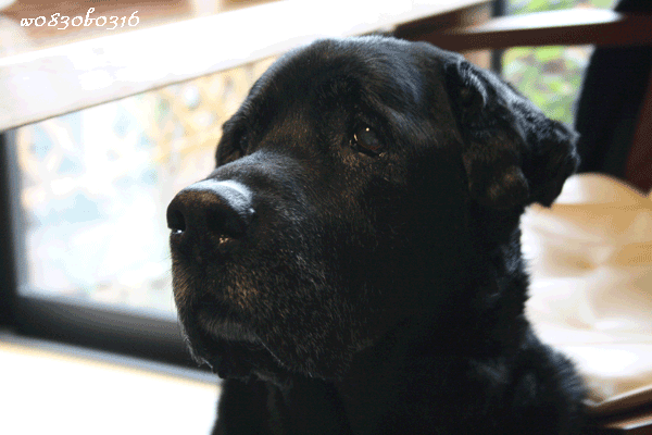 c0149893_1555314.gif