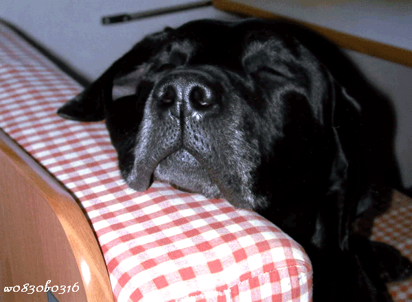 c0149893_2102556.gif
