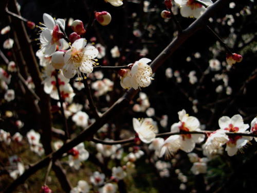 c0105295_1417914.jpg
