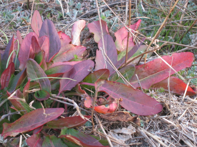 f0143299_2155160.jpg