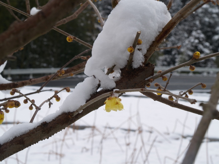 雪が積もった植物_c0116915_2343186.jpg