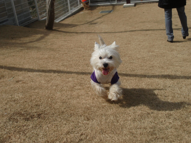 ユーカリに白犬１６頭♪_b0120217_2157734.jpg