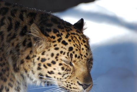 冬の旭山動物園（その1）_c0060927_22344770.jpg