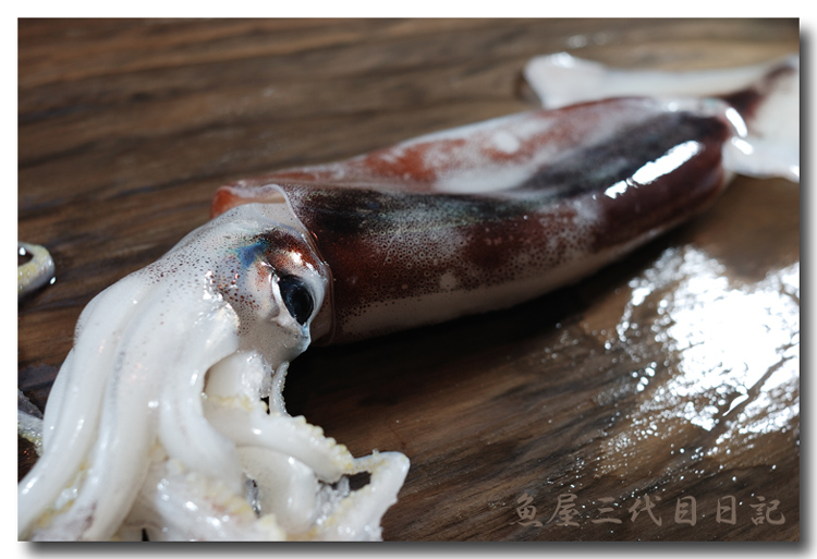 鯣烏賊 スルメイカ 馴染みの深いイカ 塩辛も堪りませんよね 魚屋三代目日記