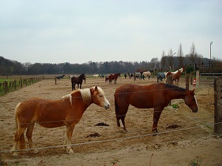 c0153740_3122251.jpg