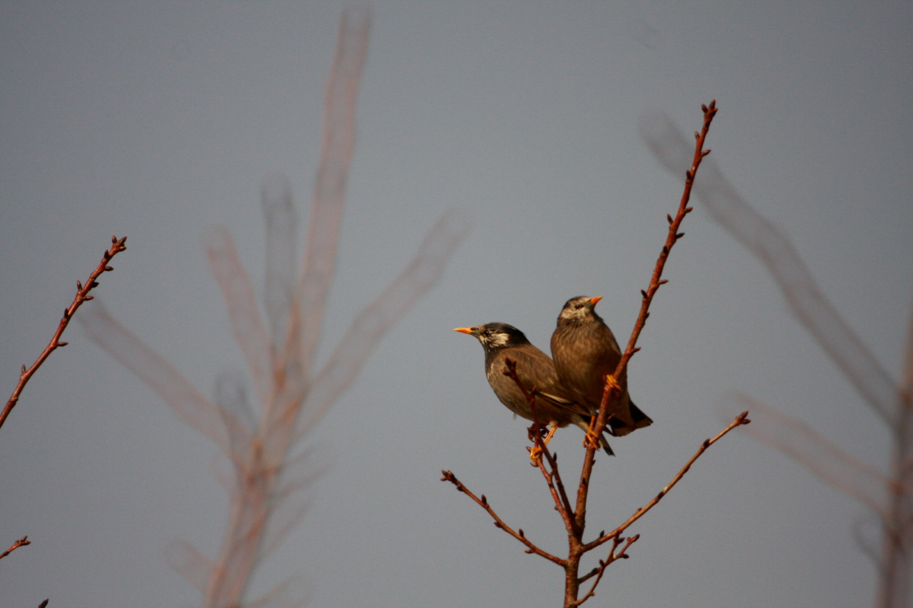 鳥撮りにも春はきにけり_e0022344_23572561.jpg