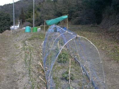 里山の話＜ネットの建て直し＞_f0002248_16101180.jpg