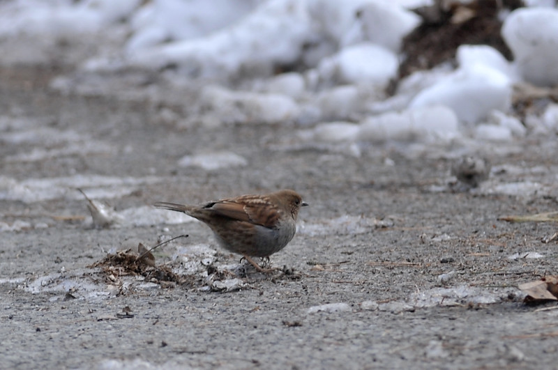 カヤクグリと・・・他の鳥さん_f0053272_1614271.jpg