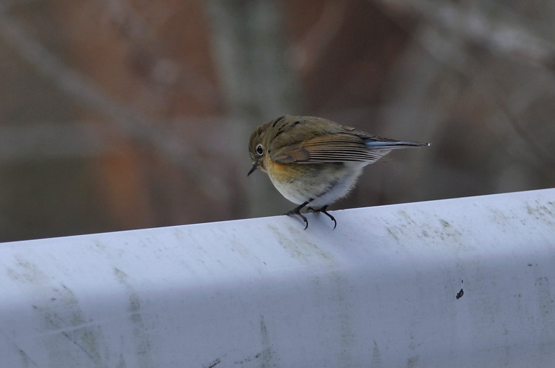 カヤクグリと・・・他の鳥さん_f0053272_16344634.jpg