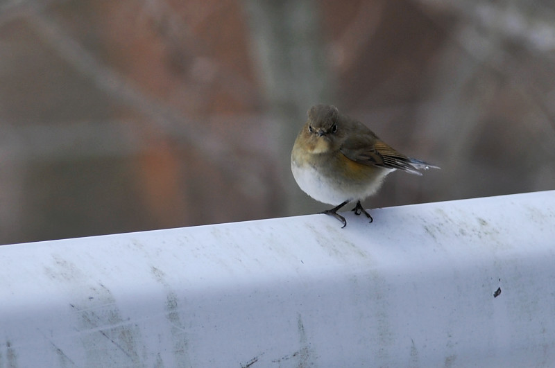 カヤクグリと・・・他の鳥さん_f0053272_16351335.jpg