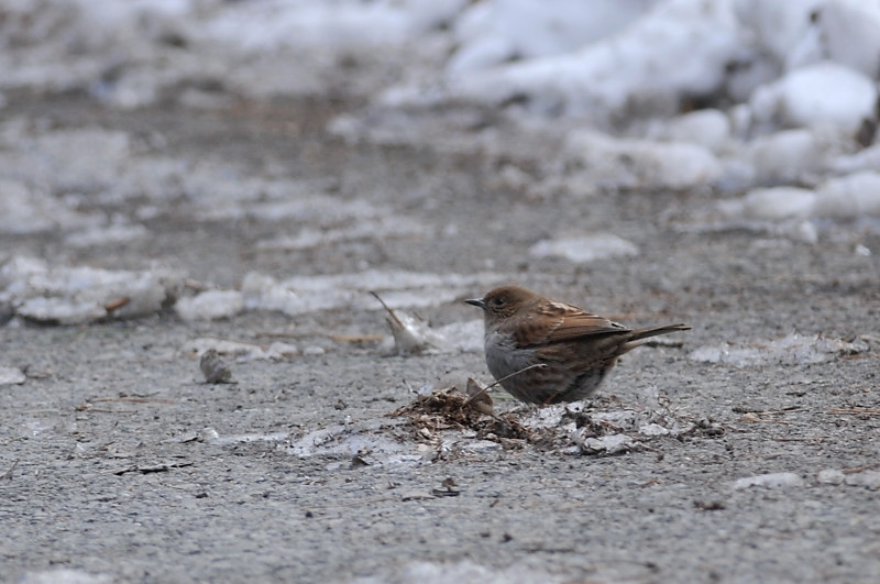 カヤクグリと・・・他の鳥さん_f0053272_1664250.jpg