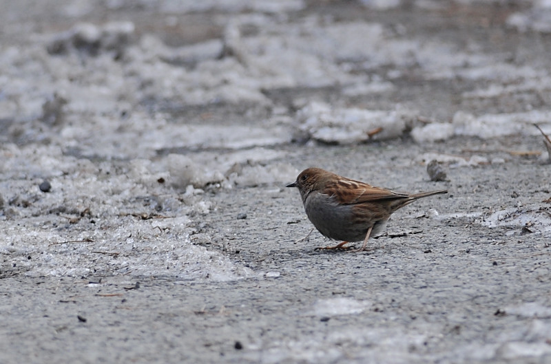 カヤクグリと・・・他の鳥さん_f0053272_168202.jpg