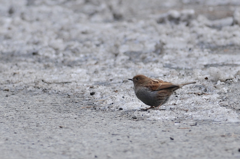 カヤクグリと・・・他の鳥さん_f0053272_1685232.jpg
