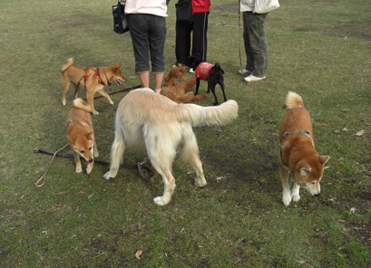 公園ではしゃぐボクの娘2犬_b0024480_11522155.jpg