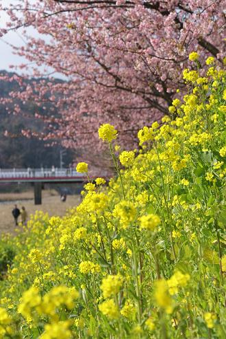 伊豆旅行１－河津桜_a0091891_143254.jpg