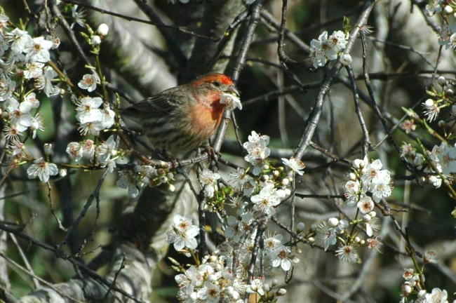 Almost spring !_d0139709_749241.jpg