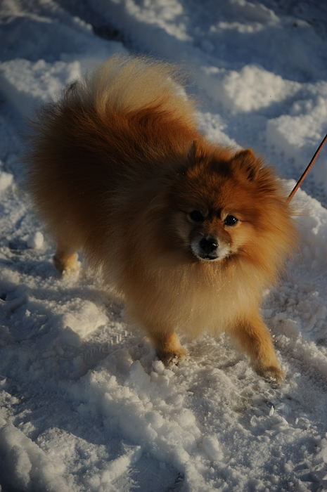 おいでやす~大雪の嵐山へ♪ 上り編_f0032011_2144567.jpg