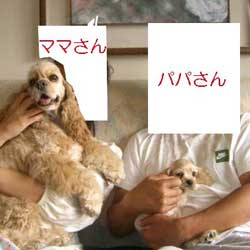 子犬お届け大全集★パート2_c0070714_14382322.jpg