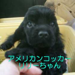 子犬お届け大全集★パート2_c0070714_14414360.jpg