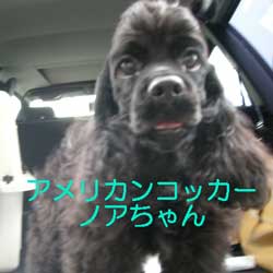 子犬お届け大全集★パート2_c0070714_15143684.jpg