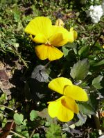 呆然… (薔薇のない花屋)_e0080345_971292.jpg