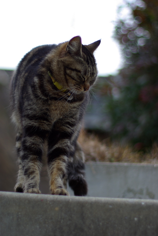 猫は空を見る。_a0009554_23251928.jpg