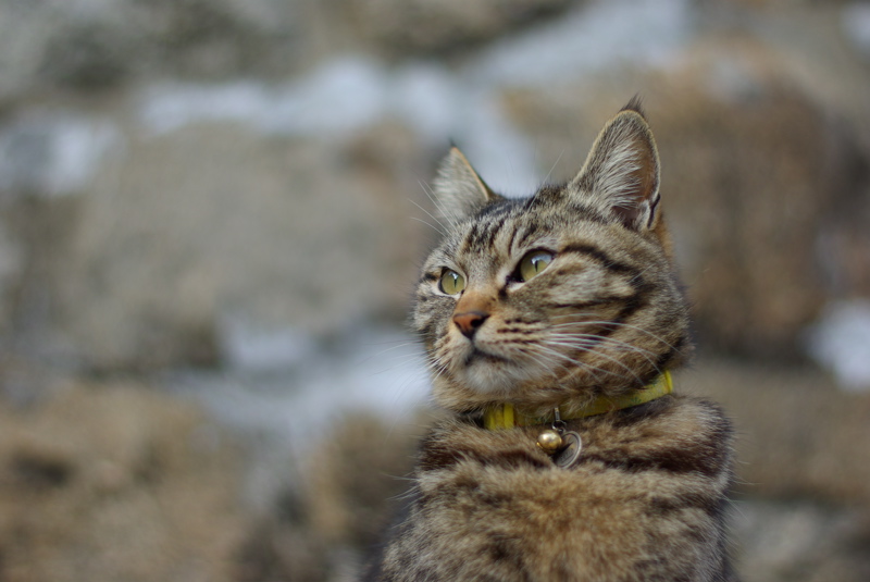 猫は空を見る。_a0009554_23291068.jpg