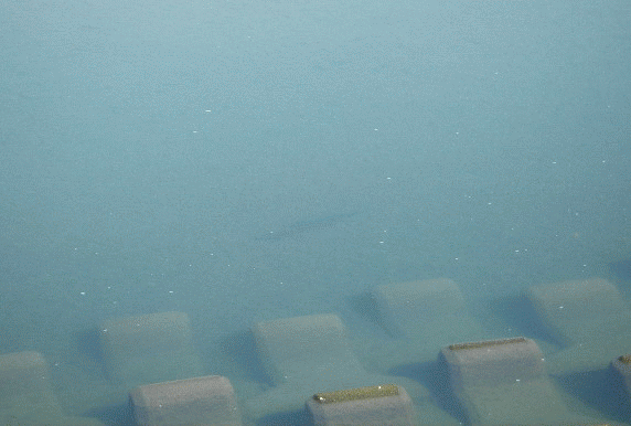 ２月２６日 身の丈に合った釣り 飛 翠 One S Own Way