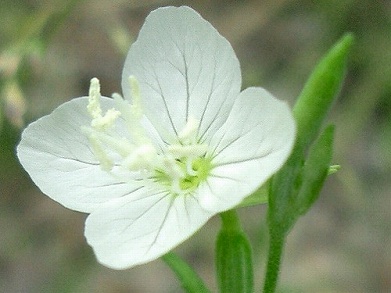 アカバナユウゲショウ(赤花夕化粧)_c0085874_12233069.jpg