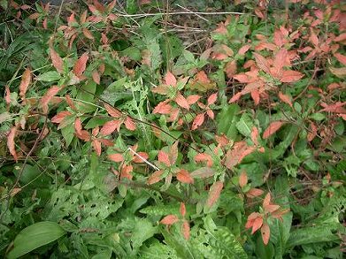 アカバナユウゲショウ(赤花夕化粧)_c0085874_12263956.jpg