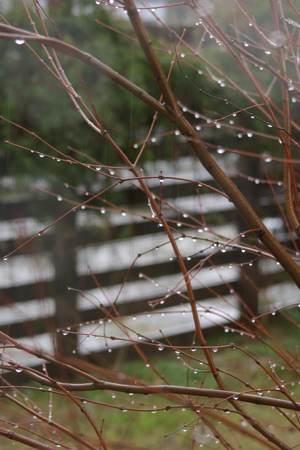 たっぷりと雨が降る_a0097735_15193.jpg