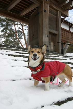 白銀の　花キラキラと　冬の園_b0031538_2319482.jpg