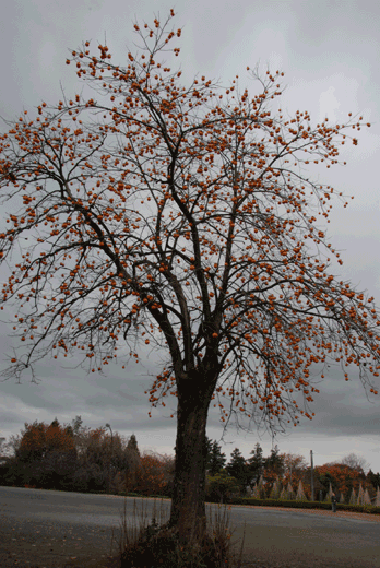 c0093046_78990.gif