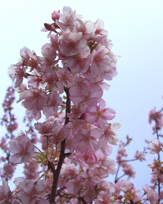 河津桜への小旅行☆_e0060452_7565455.jpg