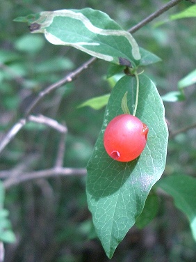 ウグイスカグラ(鶯神楽)_c0085874_21234025.jpg