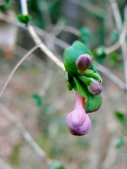 ウグイスカグラ(鶯神楽)_c0085874_2135219.jpg