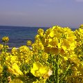 b0087409_1417301.jpg
