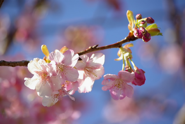 河津桜　４_d0108029_232773.jpg