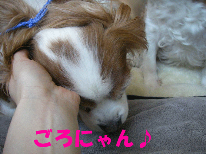 c0136838_21394179.gif